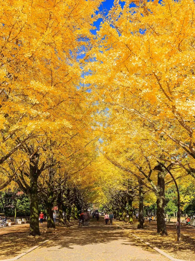 東京銀杏, 東京銀杏好去處, 光之丘公園