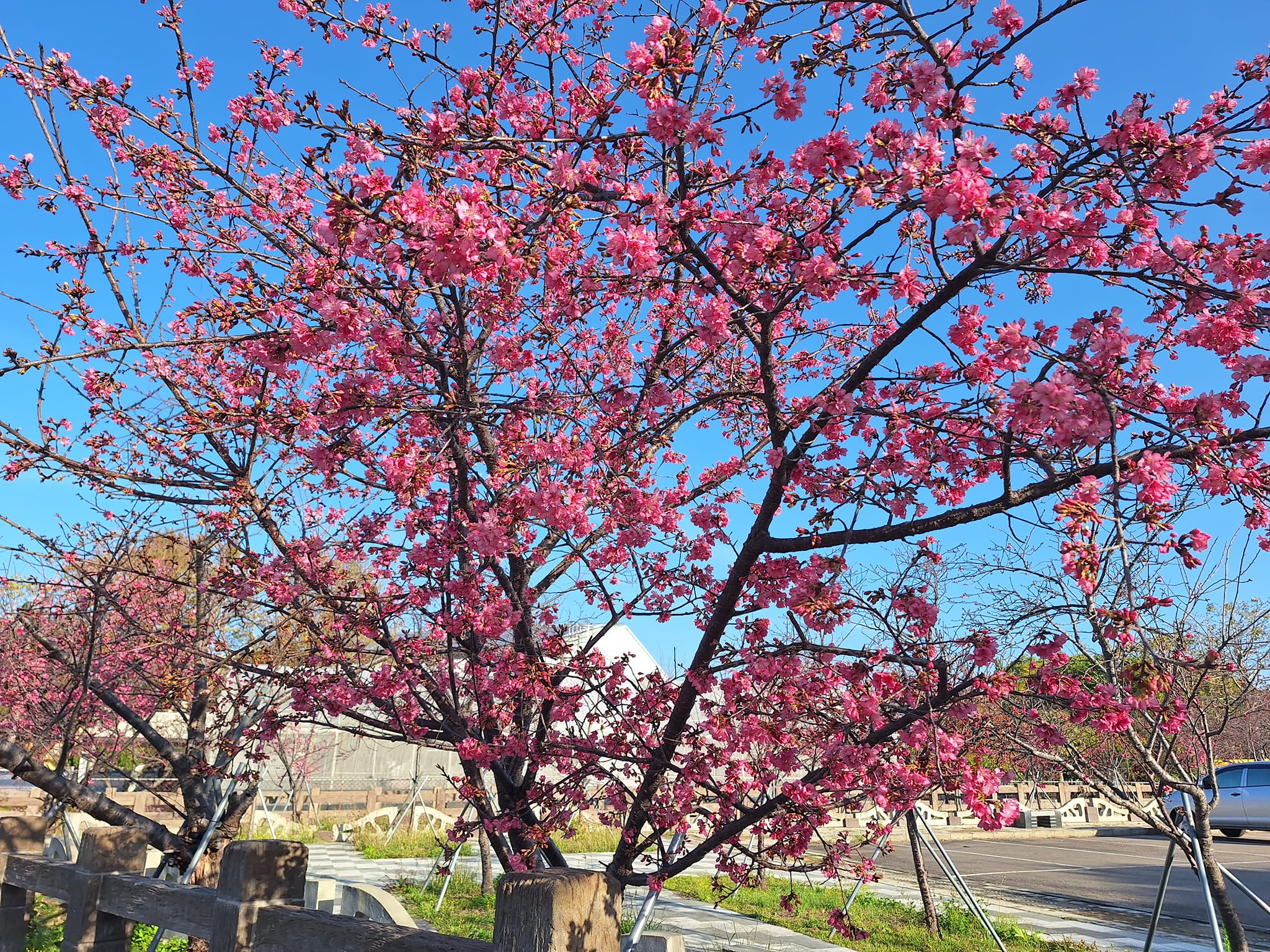 泰安櫻花