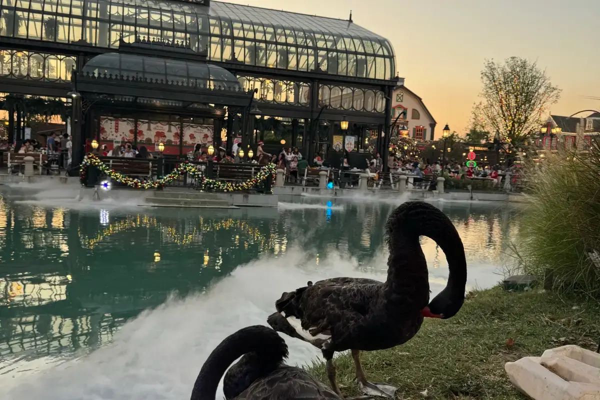 ให้อาหารเป็ดและหงส์