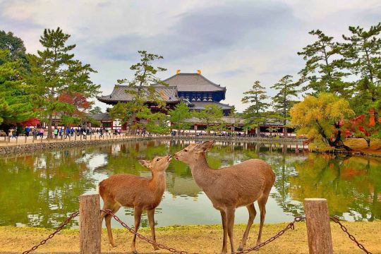 교토 나라 당일치기