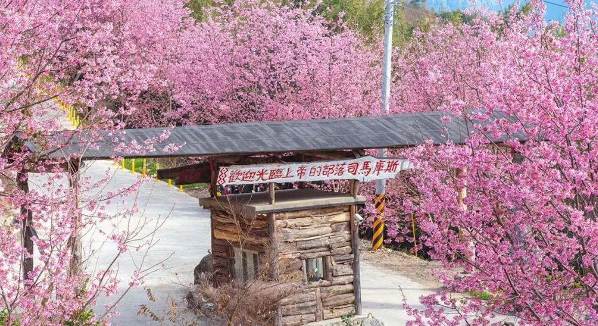 新竹櫻花|司馬庫斯