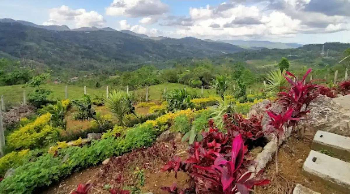 Celosia Flower Farm