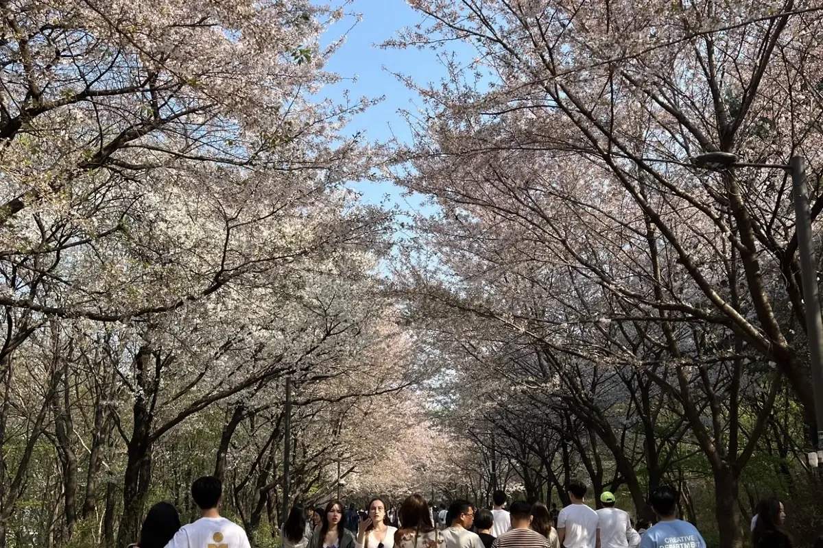 首爾林