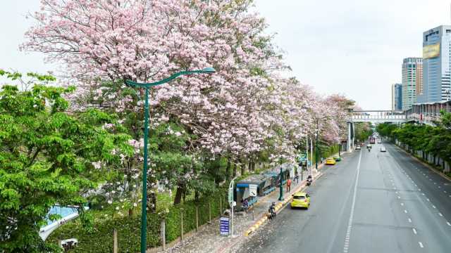 ชมดอกชมพูพันธุ์ทิพย์บาน