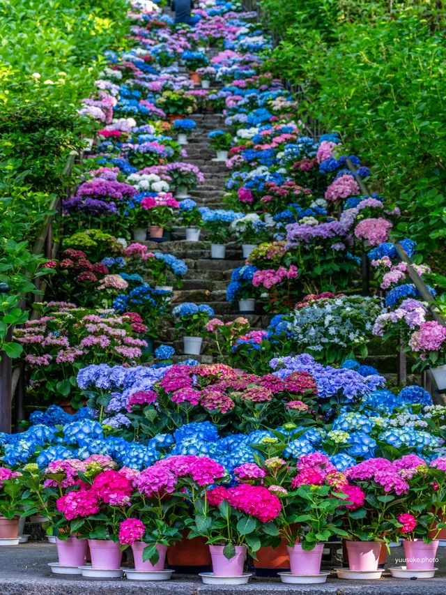 日本繡球花名所 #7 奈良 長谷寺繡球花回廊