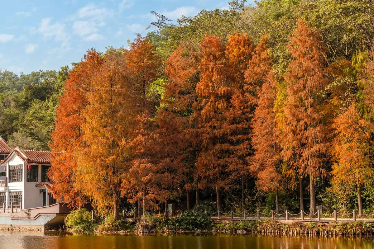 深圳長者優惠, 仙湖植物園