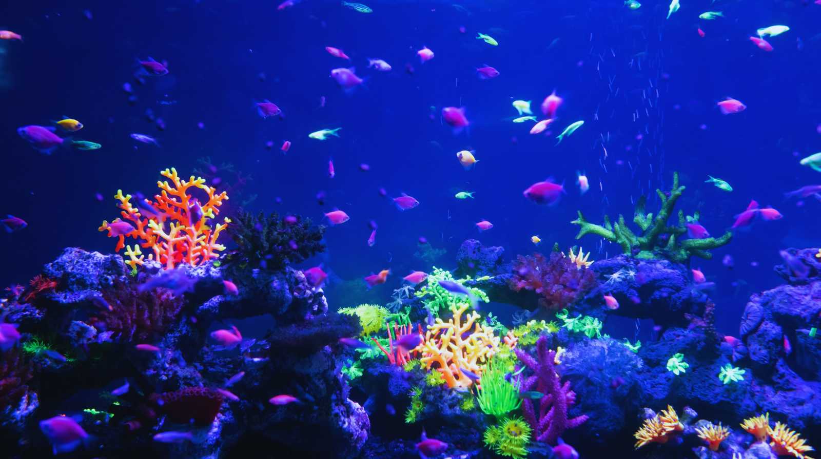 Ocean Park Hong Kong