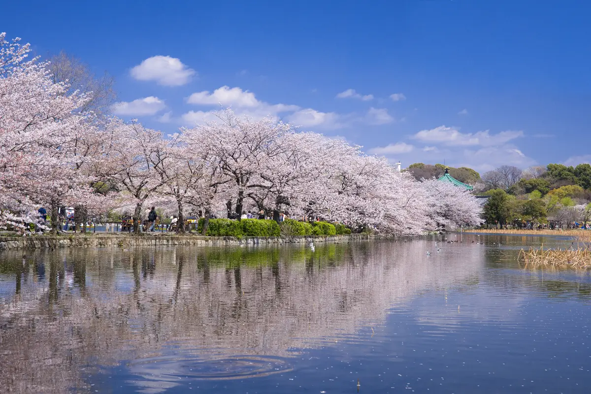 cherry blossom at Ueno Park