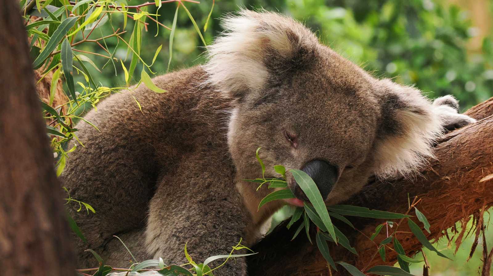 Koala durmiendo apoyado en una rama mientras sostiene hojas de eucalipto entre la vegetación