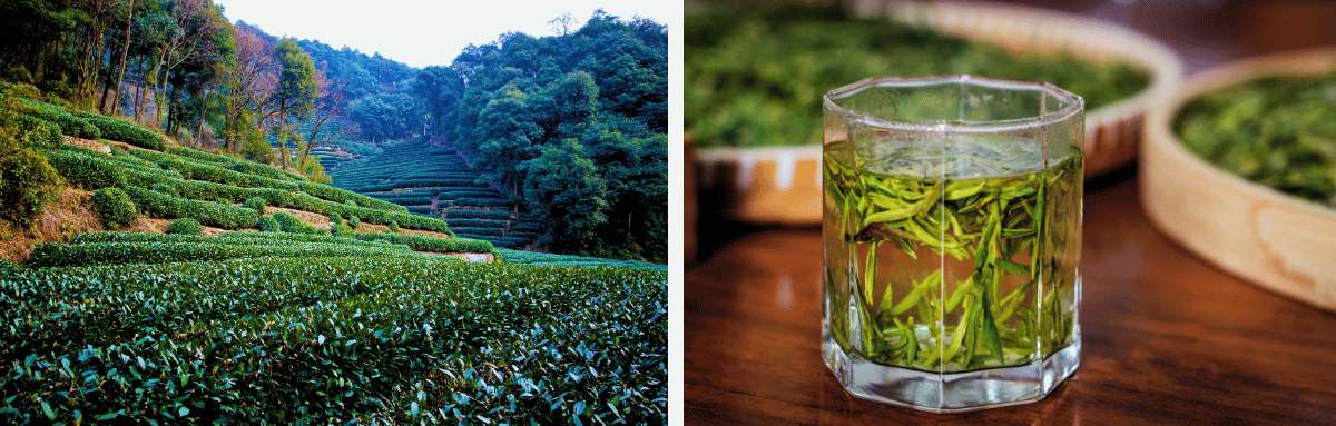Plantation de thé à Hangzhou et verre de feuilles de thé vert frais au premier plan