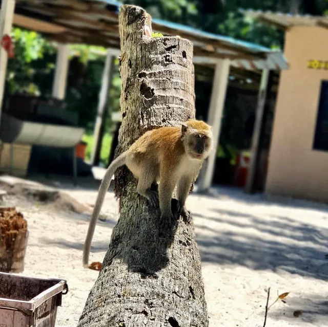 Penang National Park
