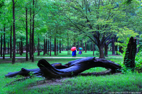 Exploring Nami Island