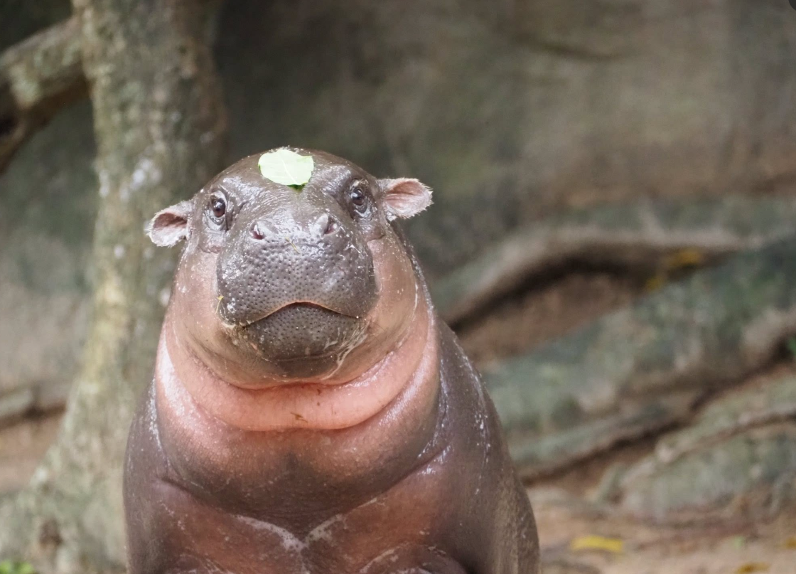 สวนสัตว์เปิดเขาเขียว