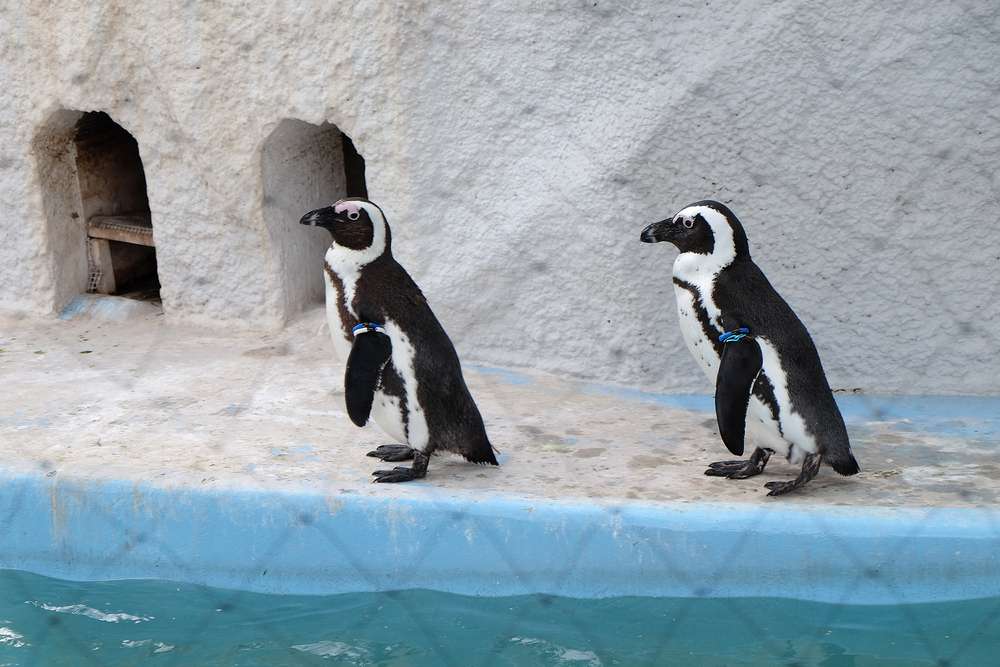 上野動物園