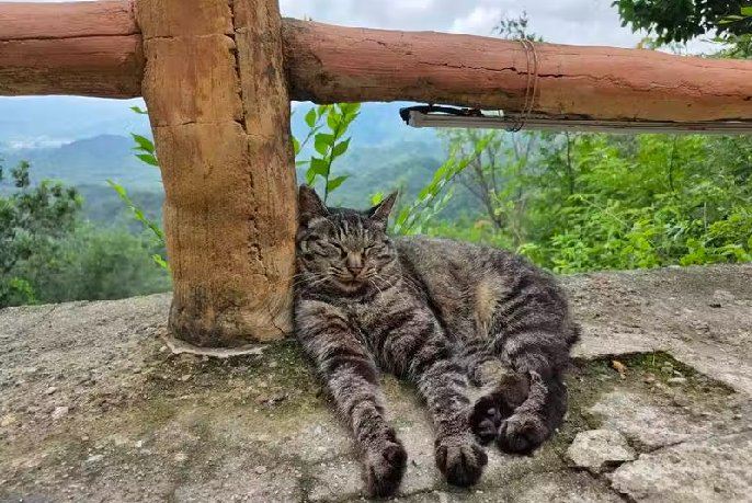 Relaxed cat resting beside a wooden railing in the mountains