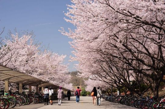 대전 벚꽃 명소, 카이스트