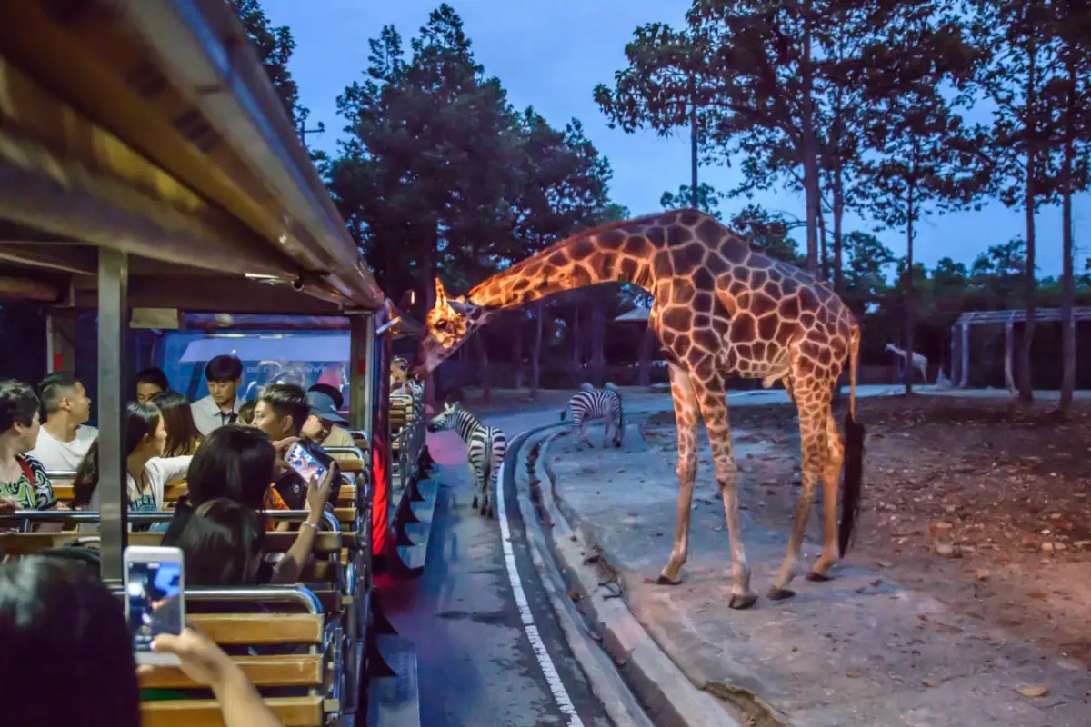 泰國熱門景點|清邁夜間野生動物園