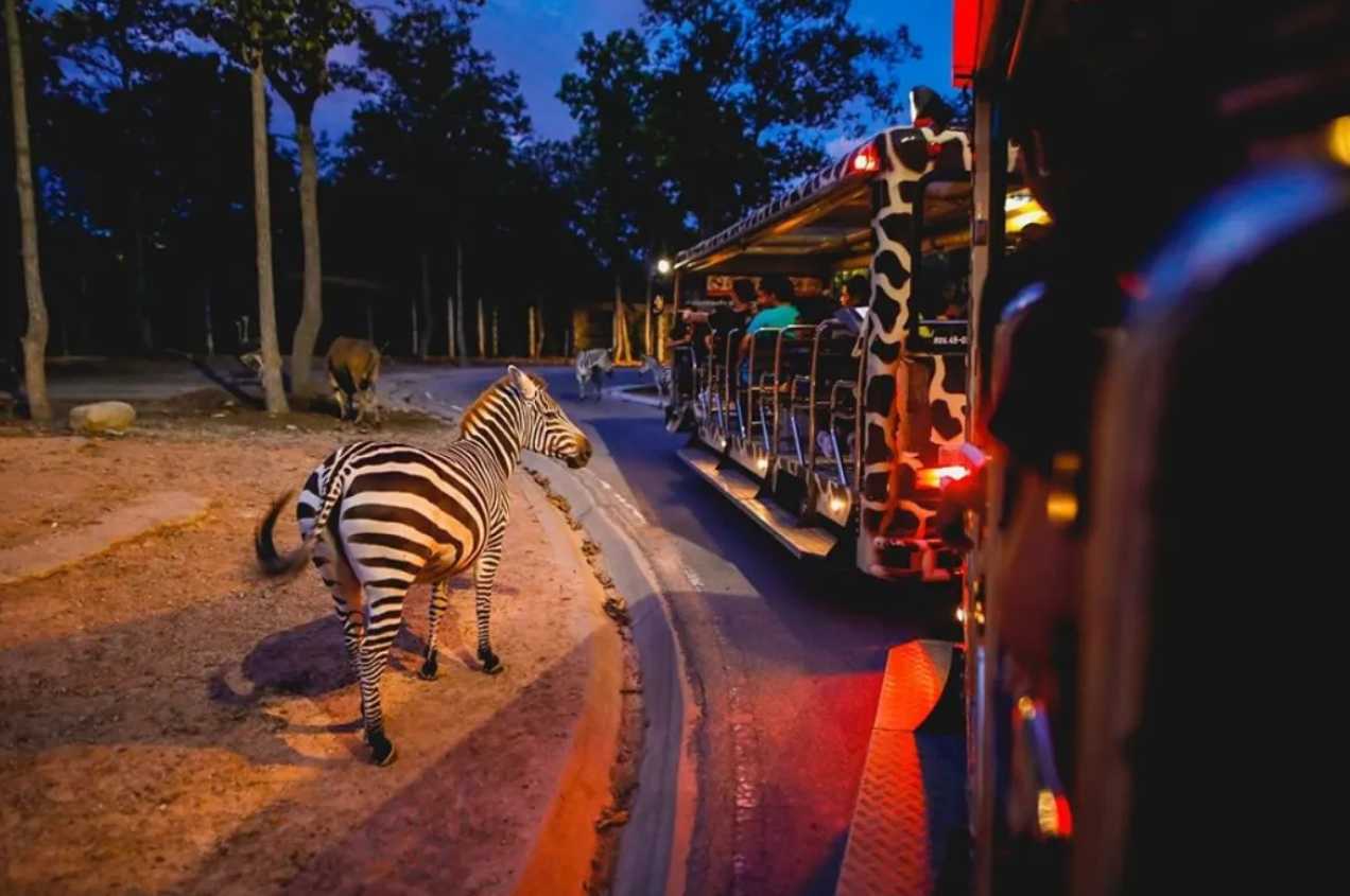 เชียงใหม่ไนท์ซาฟารี