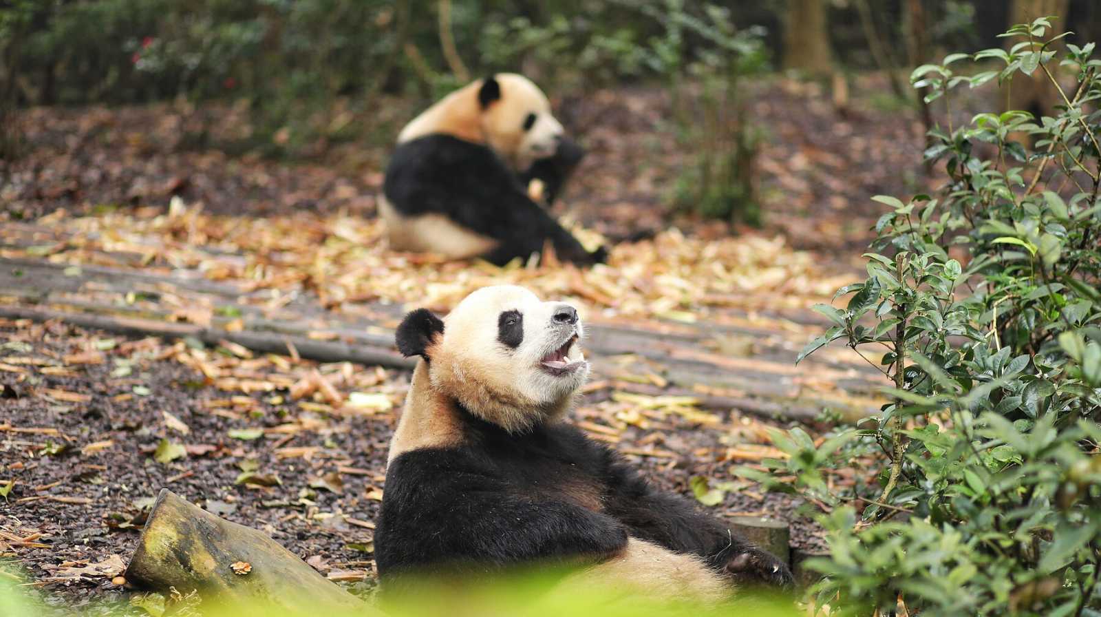 Chengdu Research Base of Giant Panda Breeding