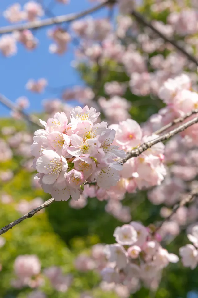 上海櫻花, 共青森林公園