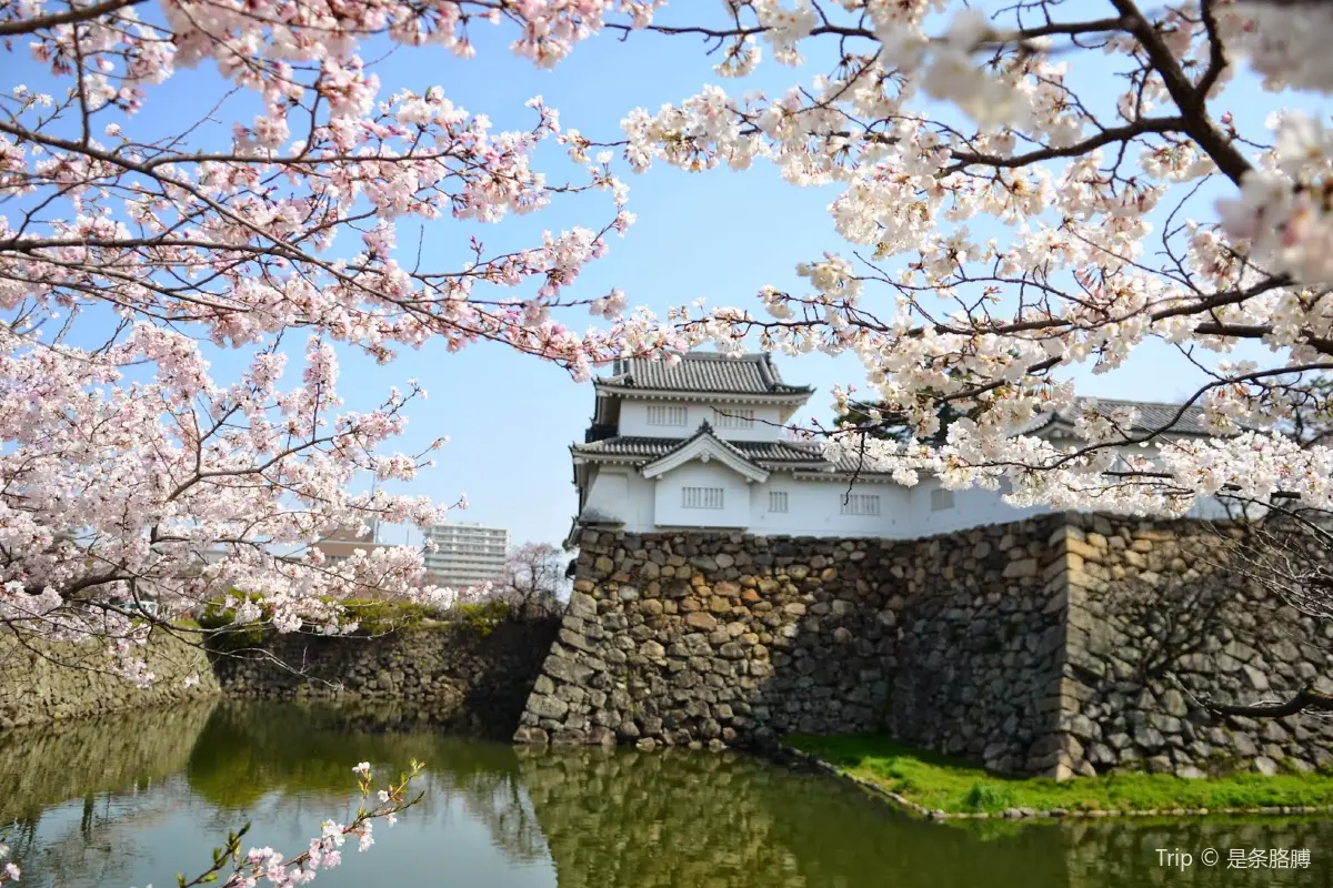 大阪櫻花|岸和田城