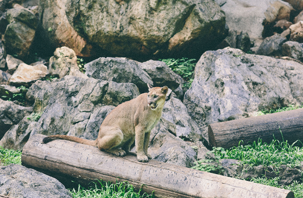 Bonanza Exotic Park เขาใหญ่