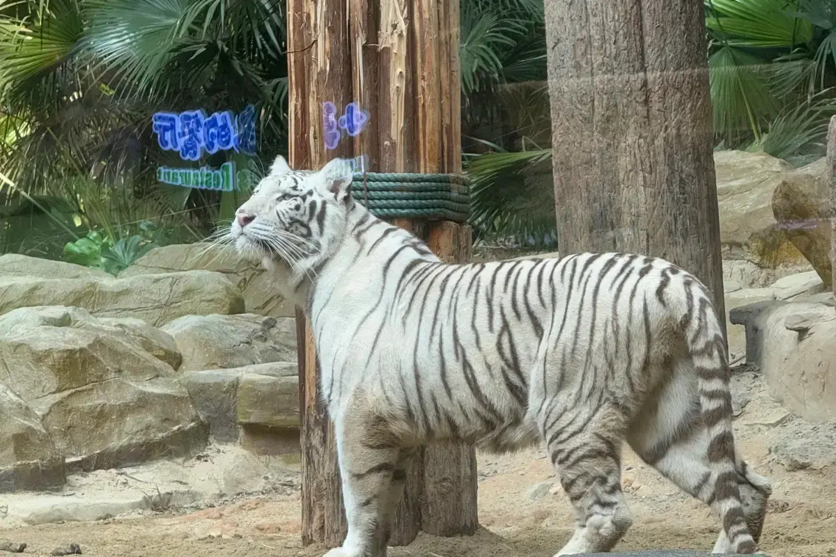 Guangzhou Chimelong Safari Park