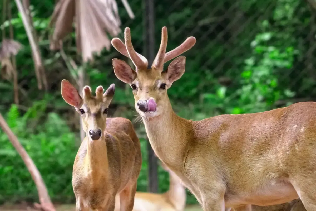 Hainan Tropical Wildlife Park And Botanical Garden