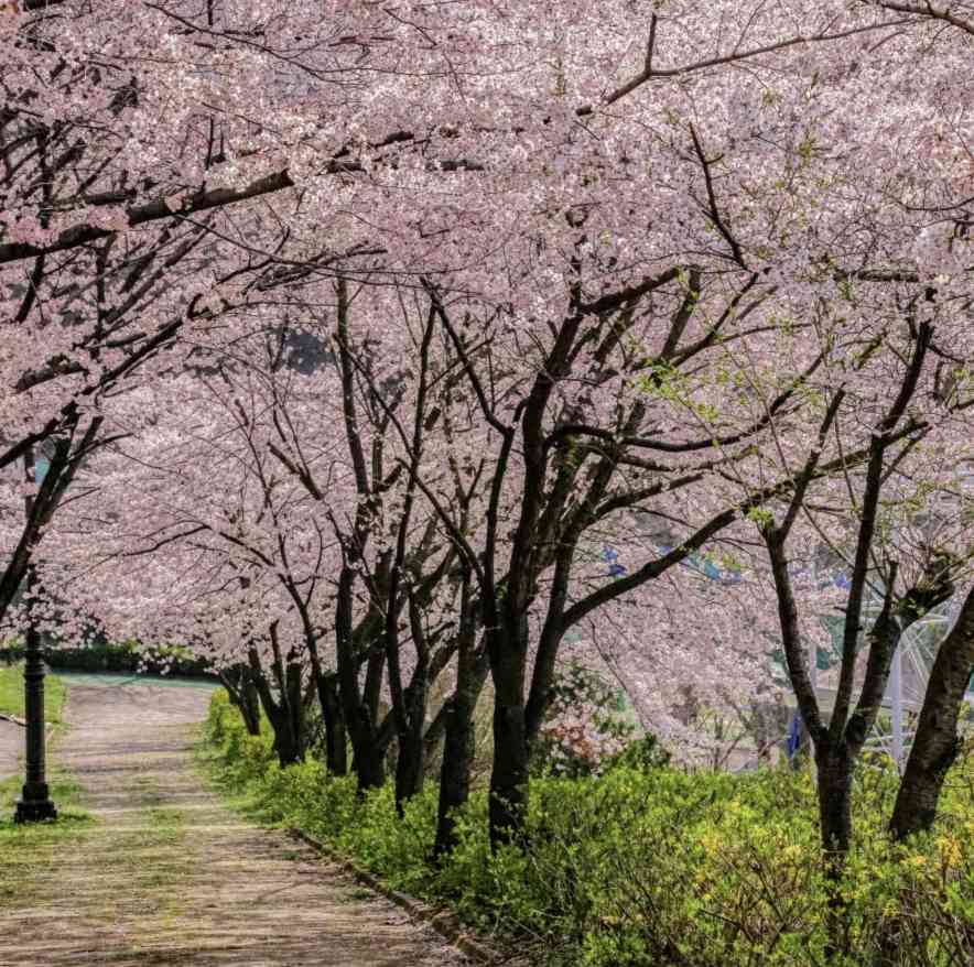 광주 벚꽃
