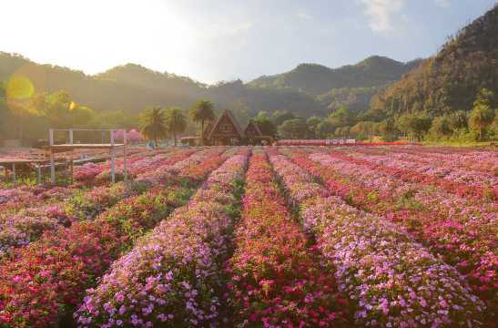 ฮอกไกโดเขาใหญ่ ดอกไม้บาน
