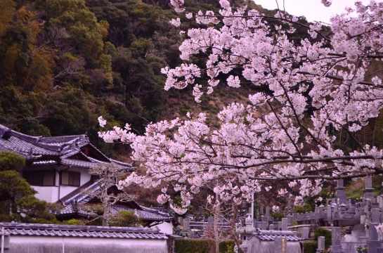 대마도 벚꽃 명소, 이즈하라 