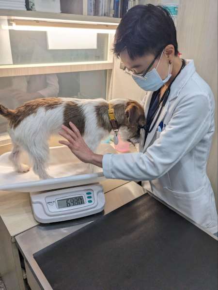 Visit the Vet First: Pre-Travel Health Checks for Your Pet