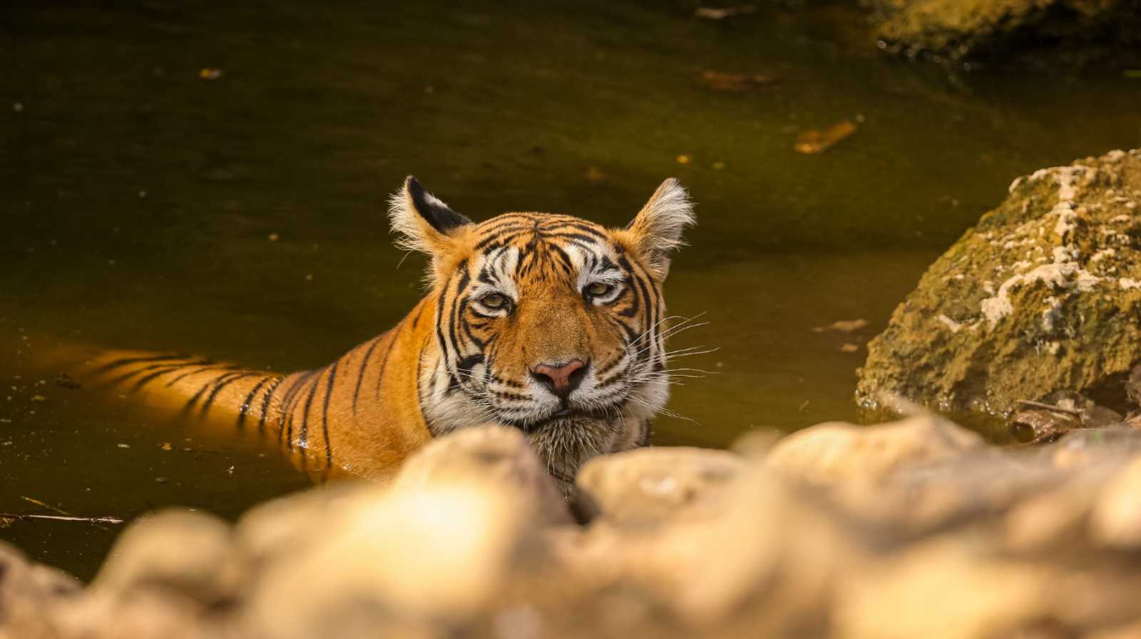 Shenzhen Safari Park