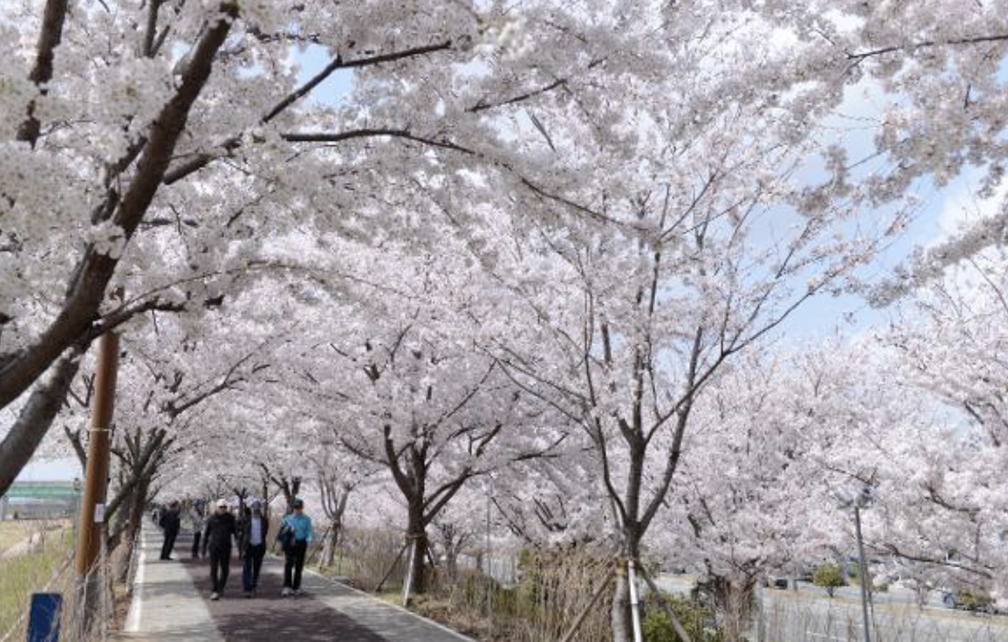 釜山櫻花景點