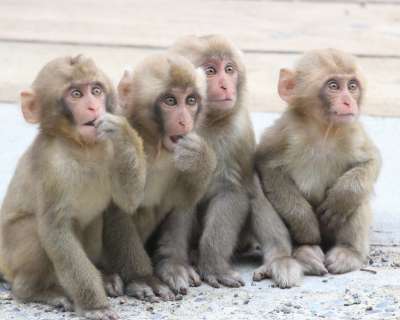Baby Snow Monkeys
