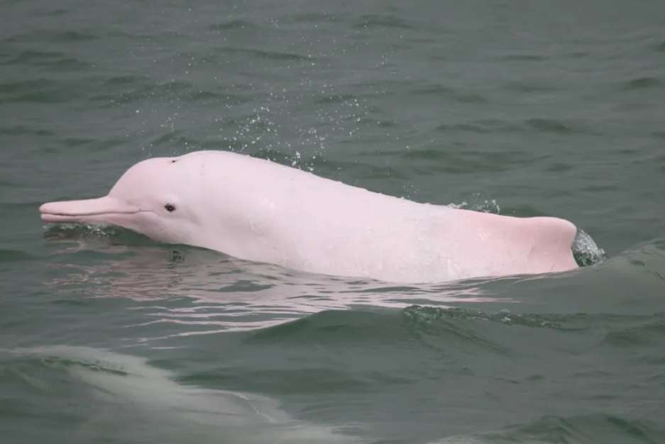 พาลูกเที่ยวฮ่องกง