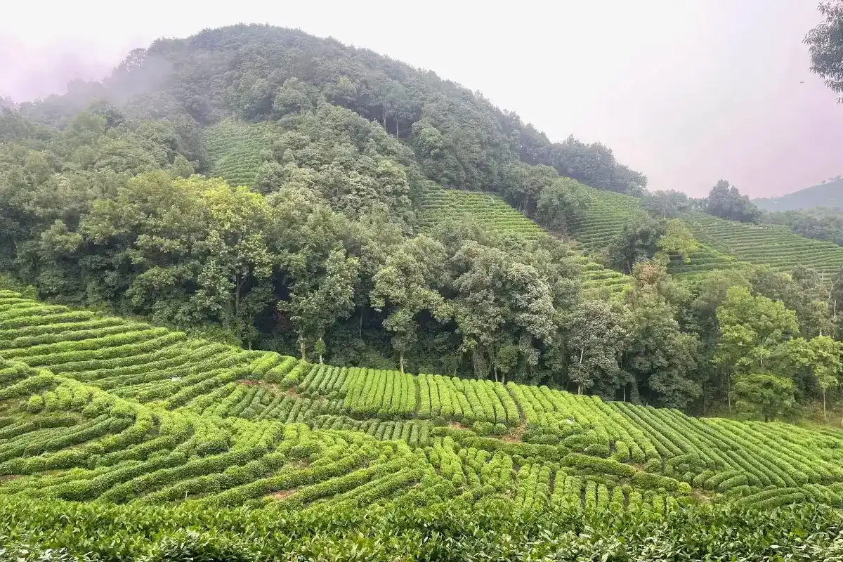 หมู่บ้านชาหลงจิ่ง