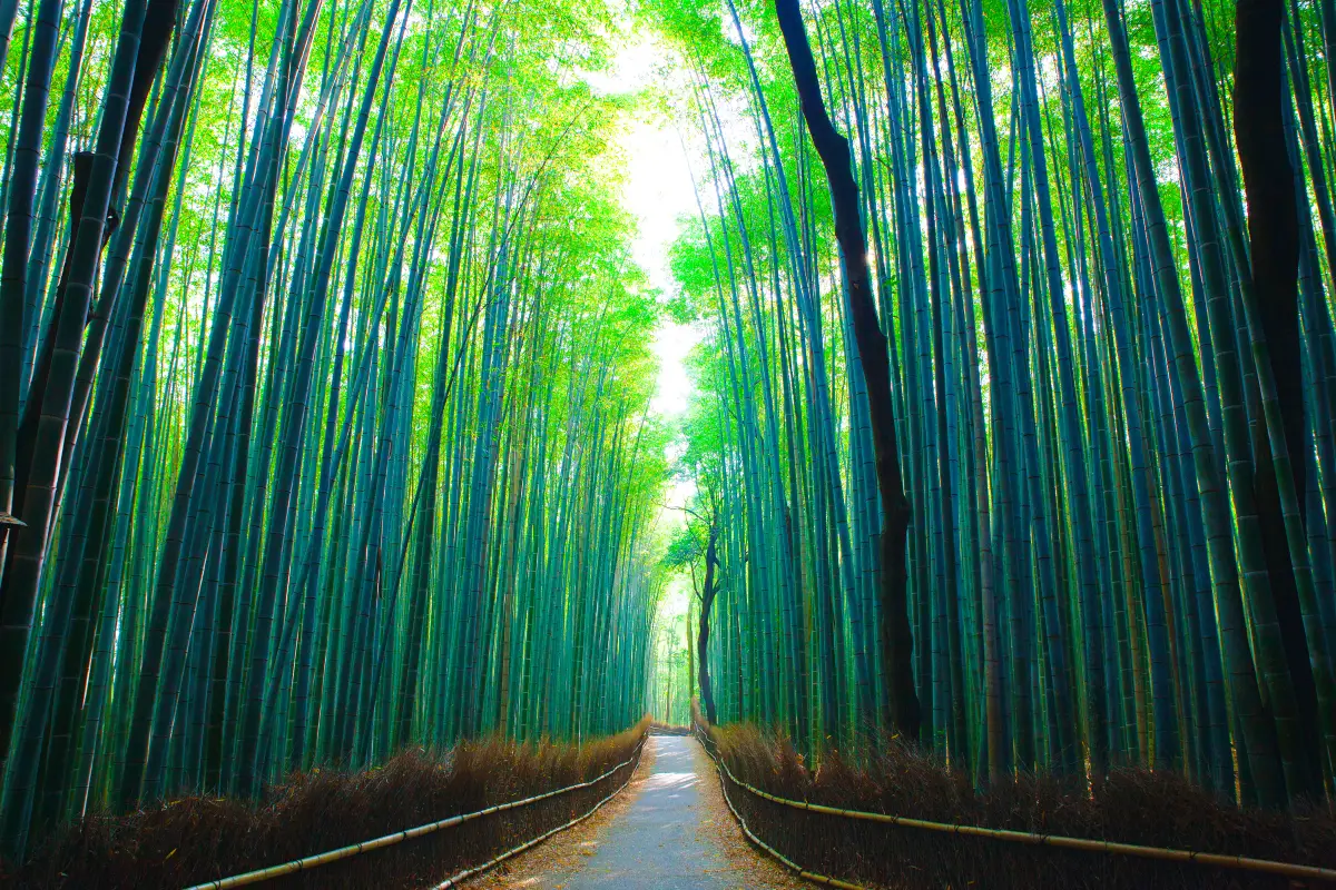 inside Arashiyama Bamboo Forest