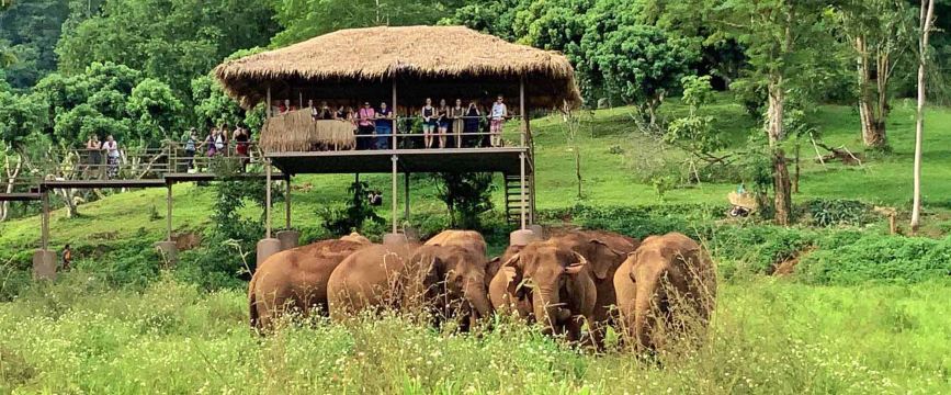 Elephant Sanctuary Visits
