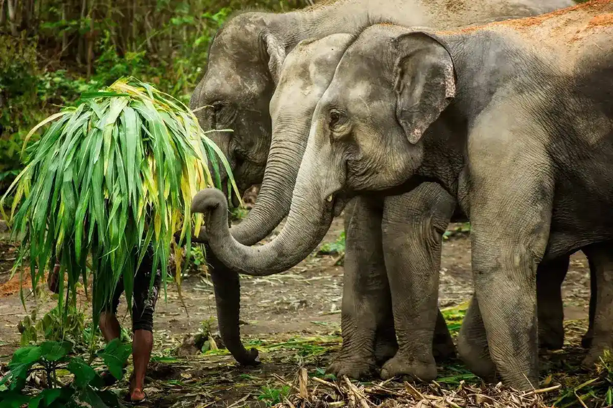 Elephant Jungle Sanctuary Samui