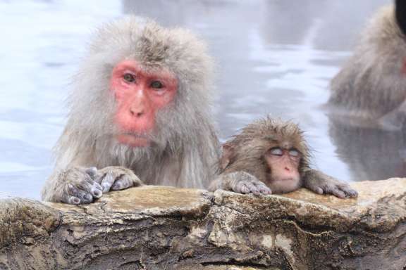 snow monkeys enjoying the natural hot springs