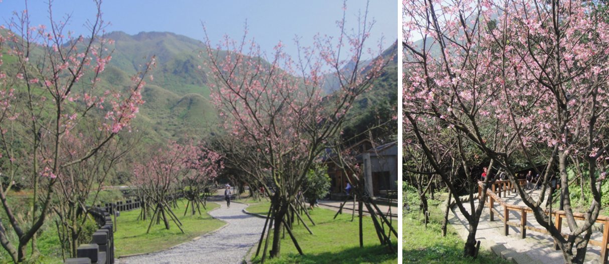 台北櫻花 | 金瓜石黃金博物館