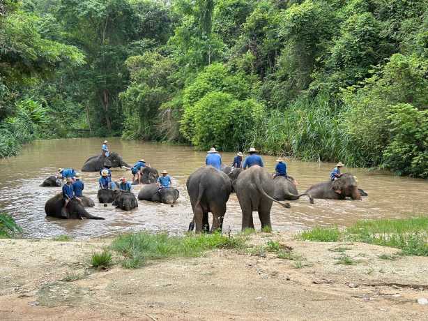 10. ศูนย์อนุรักษ์ช้างไทย