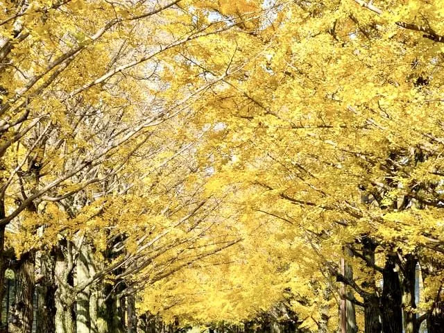 東京銀杏, 東京銀杏好去處, 昭和記念公園