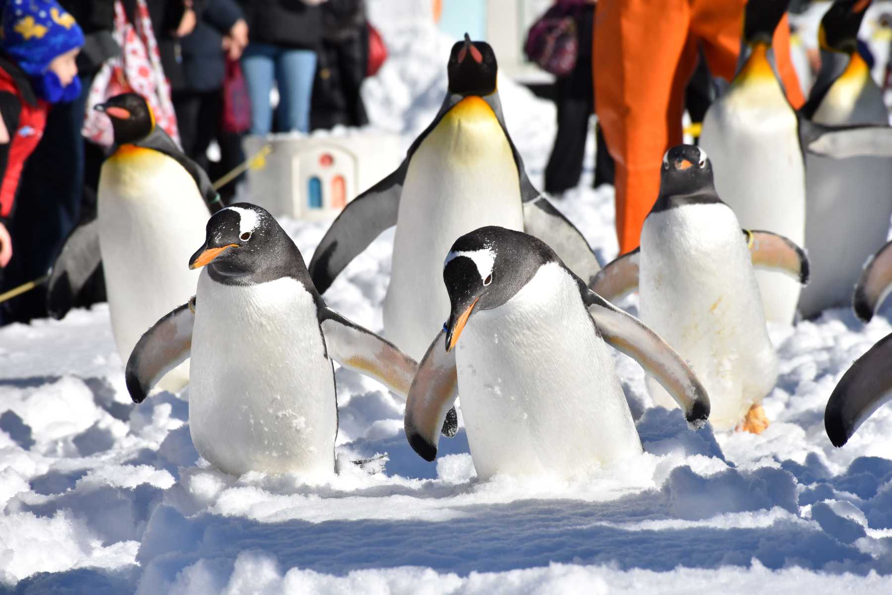 ฮอกไกโด