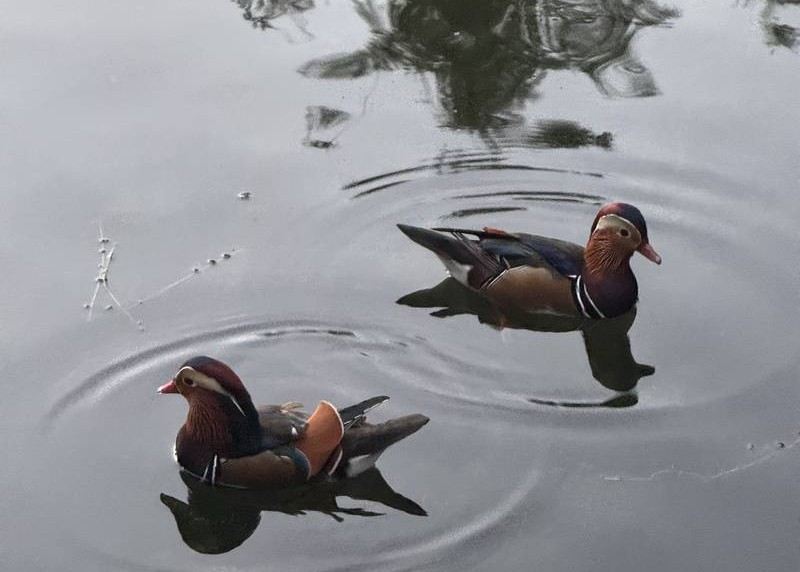 Mandarin ducks swimming on a calm pond