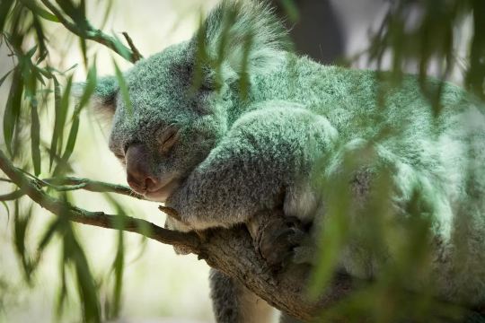 珀斯動物園