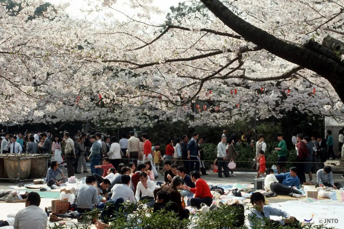 picnic at Ueno Park