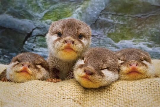 Cute otters at Osaka Aquarium Kaiyukan