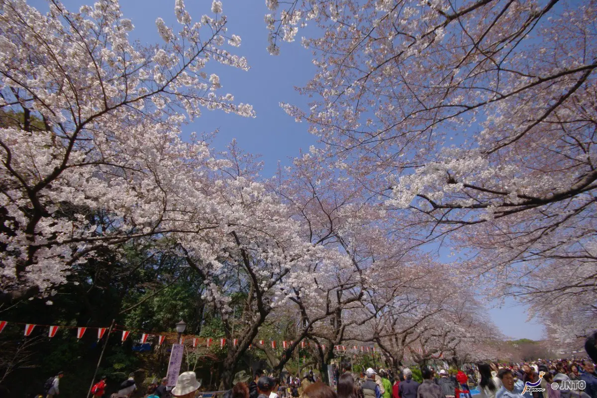 東京和服, 上野恩賜公園